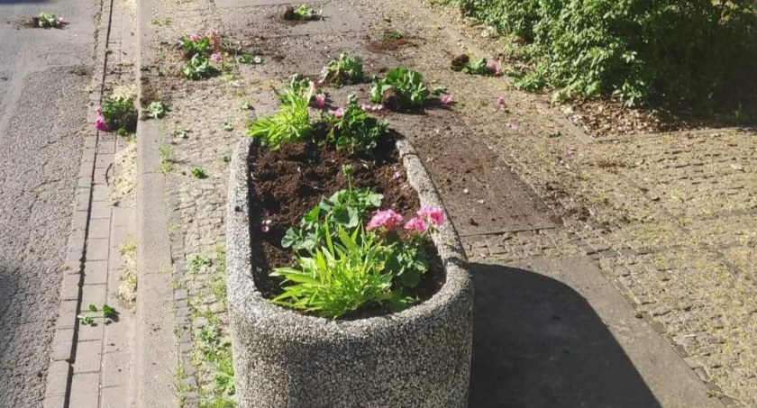 Fot. Straż Miejska we Wrześni 