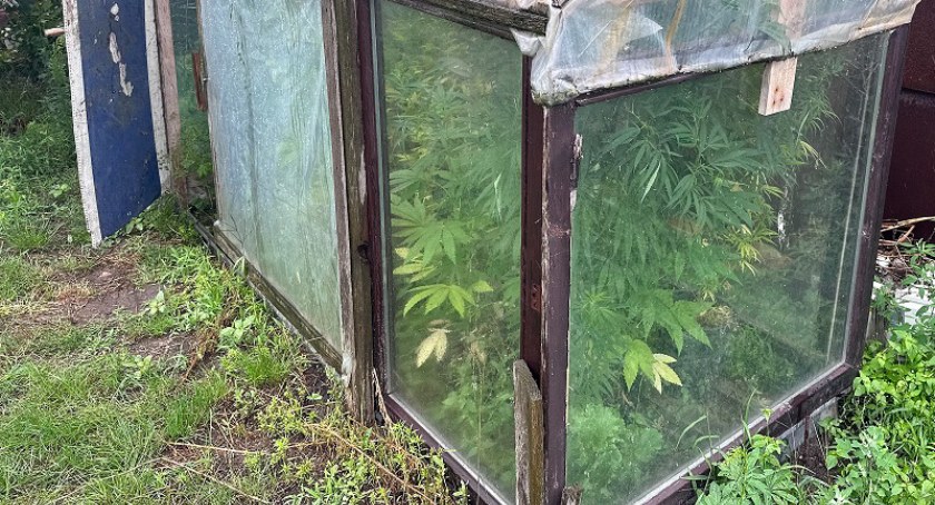 Na zdjęciu plantacja marihuany na terenie gminy Września 