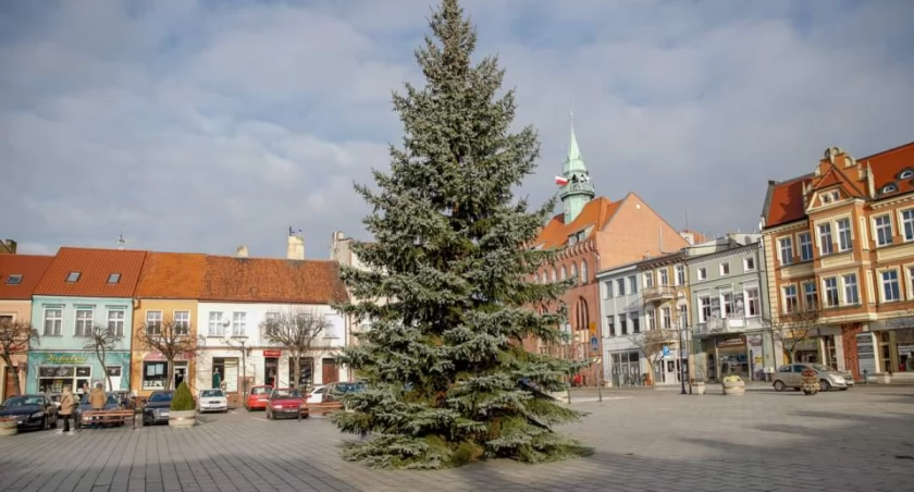 Na zdjęciu wrzesińska choinka 2023