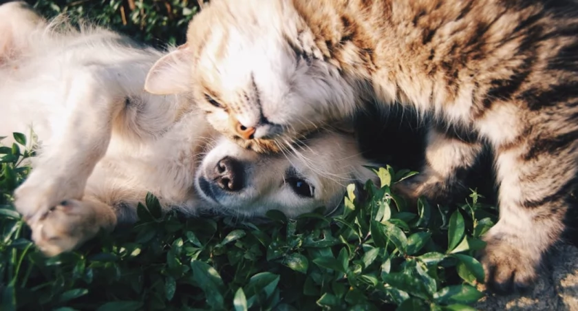 fot. pexels.com