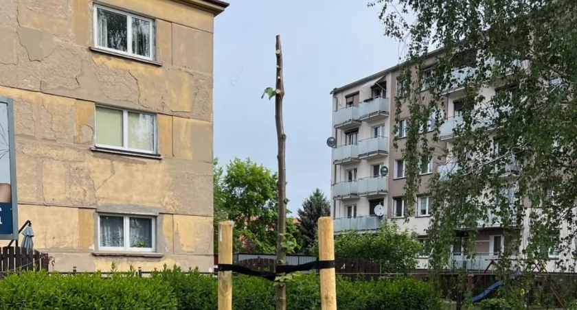 Fot. Zieleń Miejska 