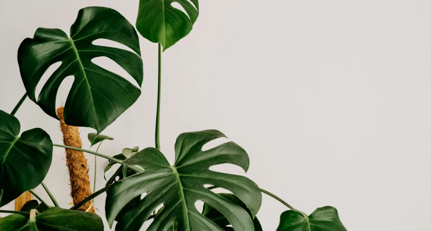 fot. unsplash.com