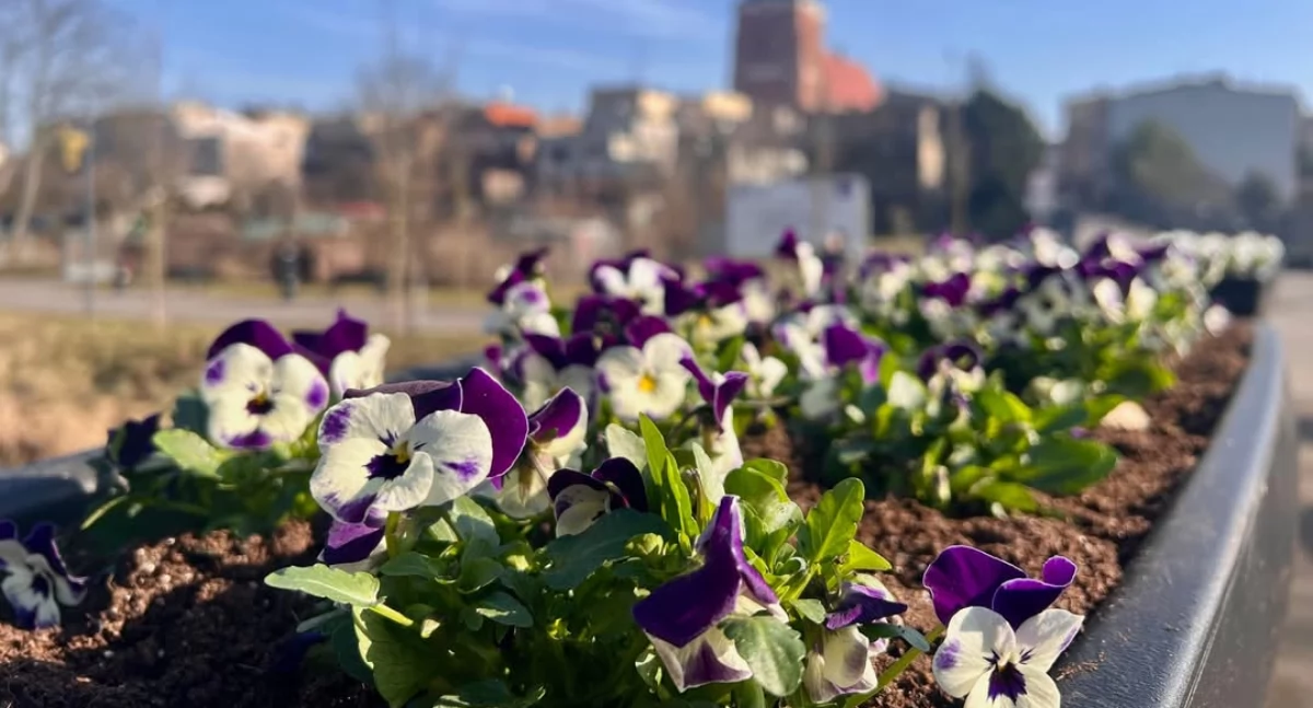 Ekologia i przyroda , Ukwiecona promenada Wrześni (zdjęcia) - zdjęcie, fotografia