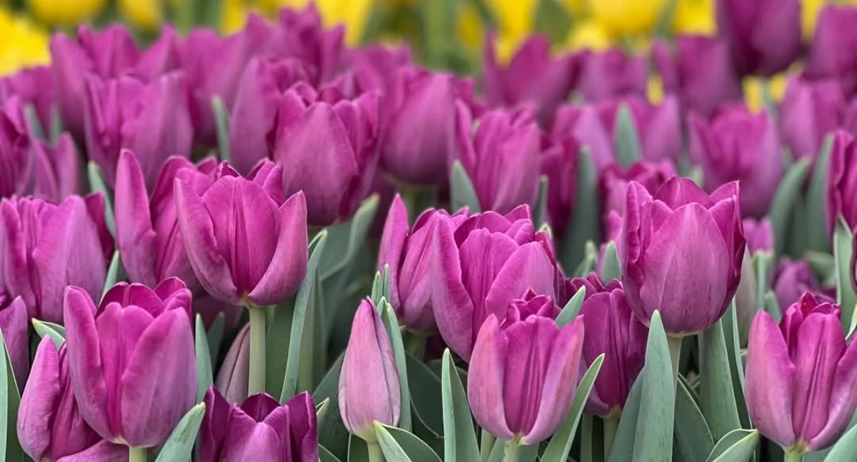 Straż Miejska , Września tulipanach - zdjęcie, fotografia
