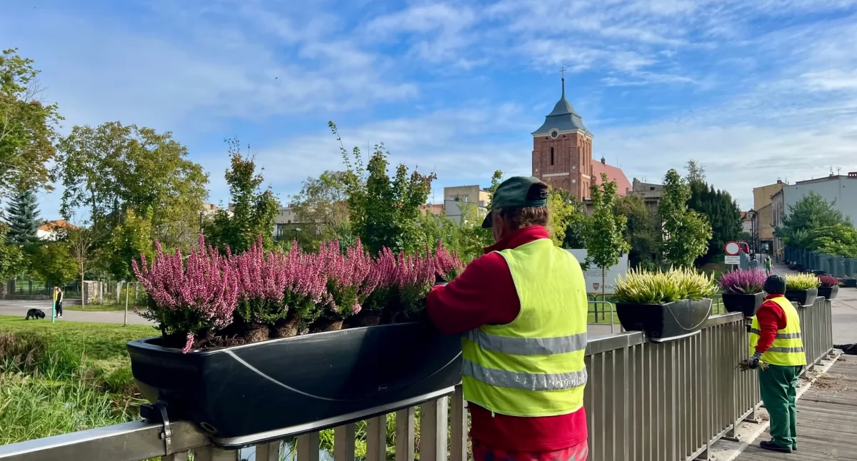 Straż Miejska , Wrzosowa promenada Wrześni - zdjęcie, fotografia