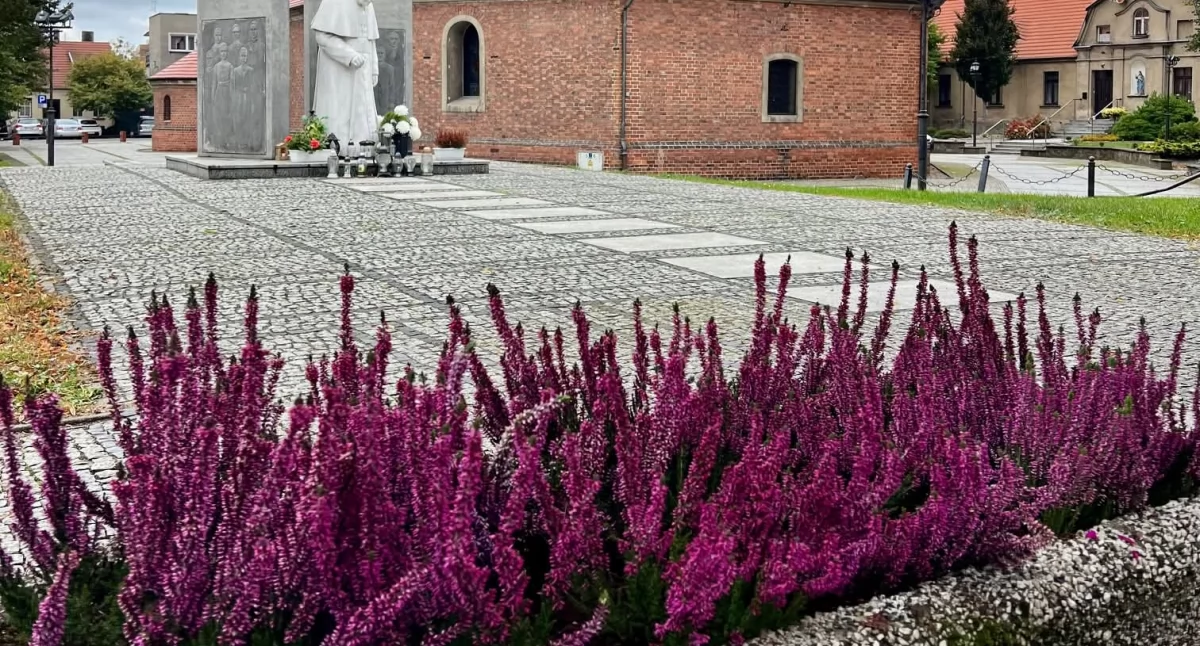Ekologia i przyroda , Wrzosy udekorowały Wrześnie - zdjęcie, fotografia