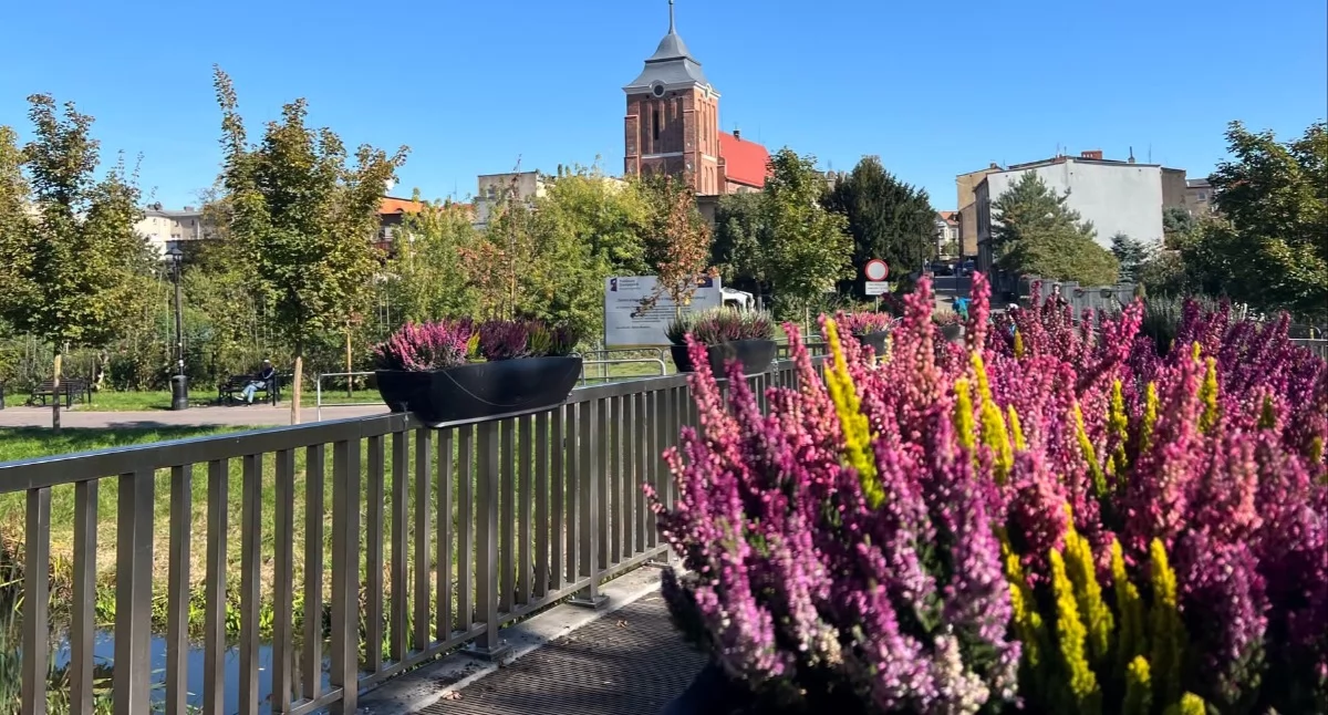 Straż Miejska , Wrzosowe dekoracje Wrześni - zdjęcie, fotografia