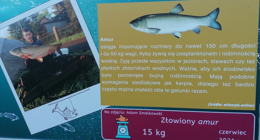 Na zdjęciu jeden z okazów w ramach akcji Złowione w Zalewie Lipówka. 