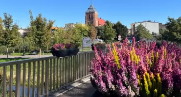 Wrzosowe dekoracje we Wrześni 